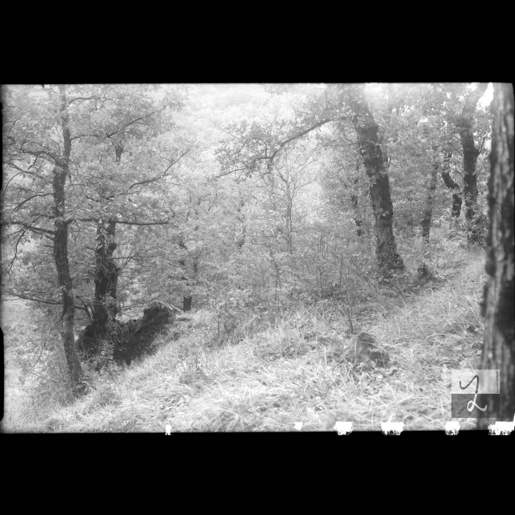 Bois aveyronnais (1937)