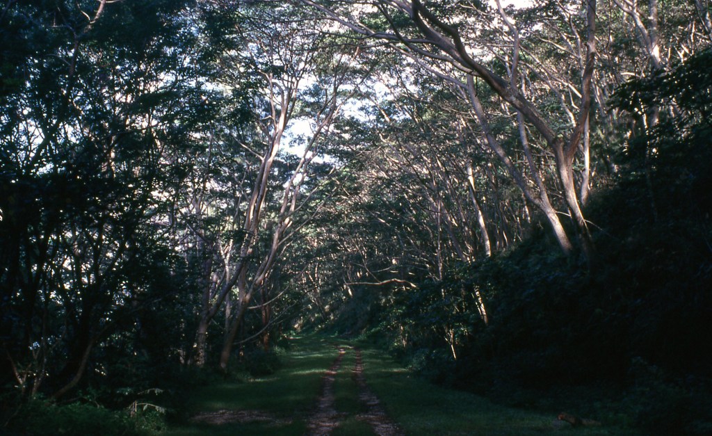 Les orangers de&nbsp;Tahiti