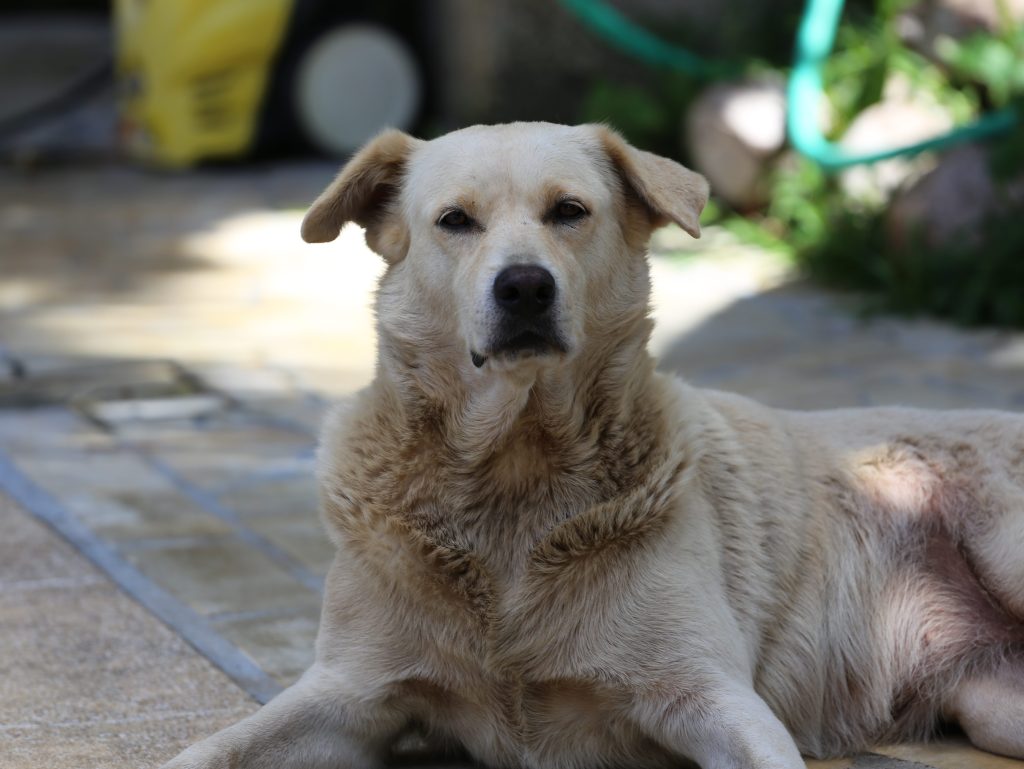 Bob & Nina –&nbsp;II