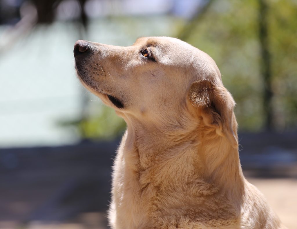 Bob & Nina –&nbsp;III